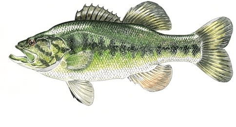 Black-Bass